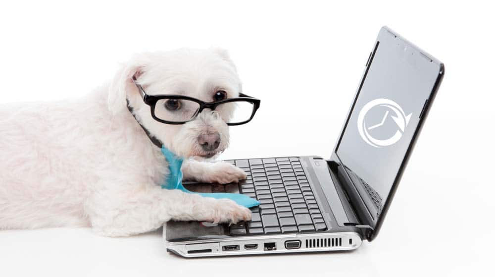 Dog types on laptop